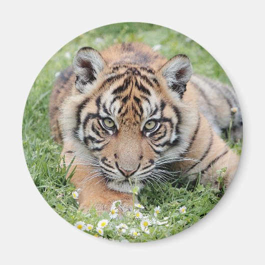 Magnet Foto tiger , Tiere 2: Magnet (Vorne)