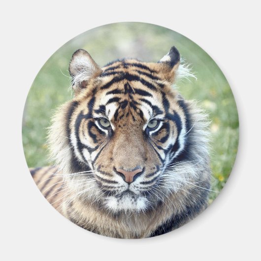 Magnet-Foto-Tiger, Tiere, Magnet (Vorne)