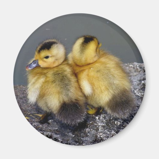 Magnet frigo (Vorne)