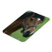 Magnet für arabische Pferdebilder (Linke Seite)