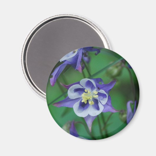Magnet für Blume in Blau und Weiß (Vorderseite/Rückseite)