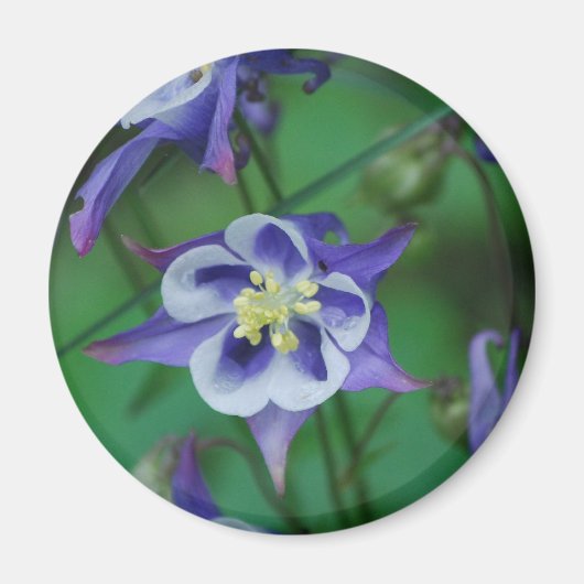 Magnet für Blume in Blau und Weiß (Vorne)