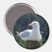 Magnet für das Foto des Seagull (Vorderseite/Rückseite)