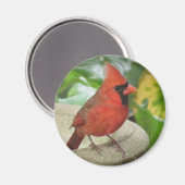 Magnet für den Kardinal von Nord-Männchen (Vorderseite/Rückseite)