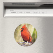 Magnet für den nördlichen Kardinal (In Situ (Geschirrspüler))