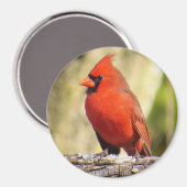 Magnet für den nördlichen Kardinal (Vorderseite/Rückseite)