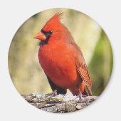 Magnet für den nördlichen Kardinal (Vorne)