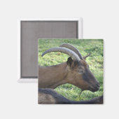 Magnet für die alpine Ziege (Vorderseite/Rückseite)