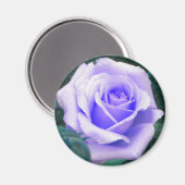 Magnet für die Rose von Blasslavender (Vorderseite/Rückseite)