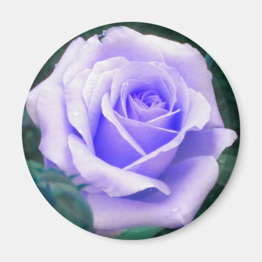 Magnet für die Rose von Blasslavender (Vorne)