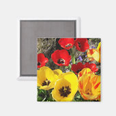 Magnet für Gelbe und Rote Tulips (Vorderseite/Rückseite)