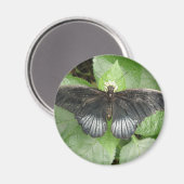 Magnet für hübsche Tropenschmetterlinge und Blume (Vorderseite/Rückseite)