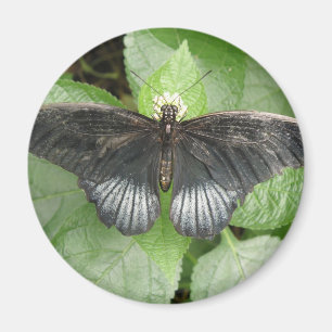 Magnet für hübsche Tropenschmetterlinge und Blume
