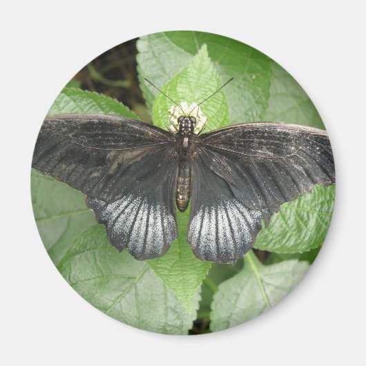 Magnet für hübsche Tropenschmetterlinge und Blume (Vorne)