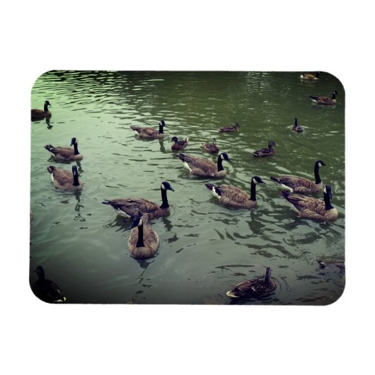 Magnet für kanadische Gänse und Mallard-Enten (Horizontal)
