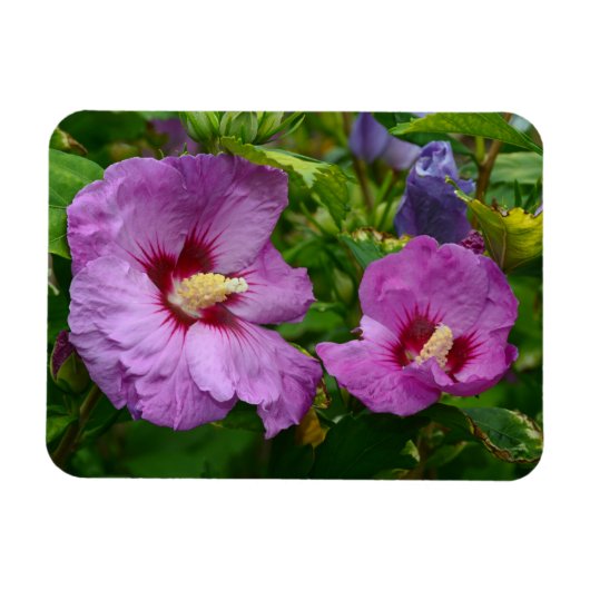 Magnet für lila Hibisken-Blume (Horizontal)