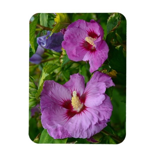 Magnet für lila Hibisken-Blume (Vertikal)