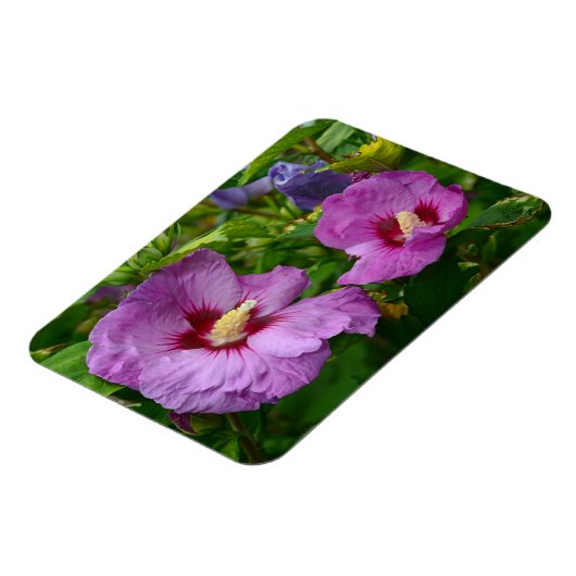Magnet für lila Hibisken-Blume (Linke Seite)