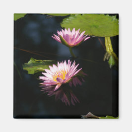 Magnet für Lila Lotus-Wasserlilien in Rosa