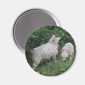 Magnet für niedliche Schaf-EAting-Blätter (Vorderseite/Rückseite)