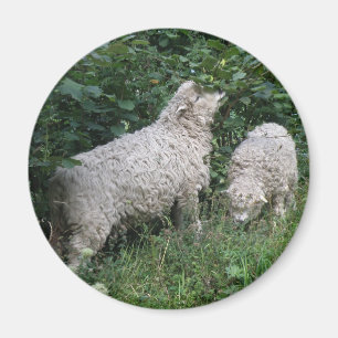 Magnet für niedliche Schaf-EAting-Blätter