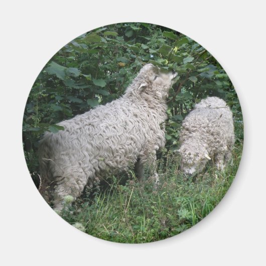 Magnet für niedliche Schaf-EAting-Blätter (Vorne)