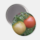 Magnet für Orangen und Rote Tomaten (Vorderseite/Rückseite)