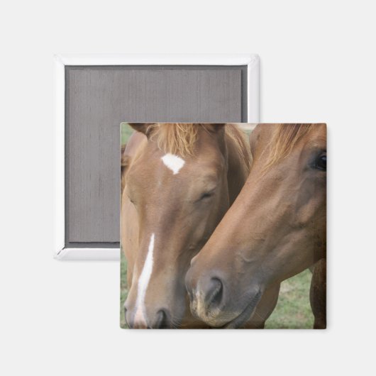 Magnet für Pferde (Vorderseite/Rückseite)