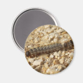 Magnet für prozessorientierte Raupen (Vorderseite/Rückseite)