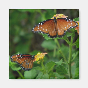 Magnet für Queen-Butterflies