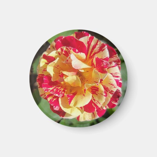 Magnet für Rot- und Gelbvariante Rose (Vorne)