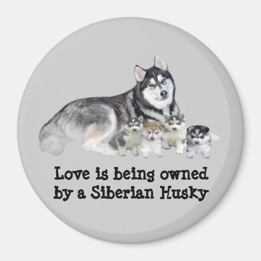 Magnet für sibirische Husky und Welpen (Vorne)