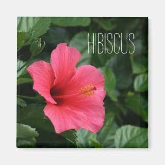 Magnet für tropischen Hibiskus
