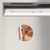 Magnet für versteckten und durchsuchenden Kitty-Kü (In Situ (Geschirrspüler))