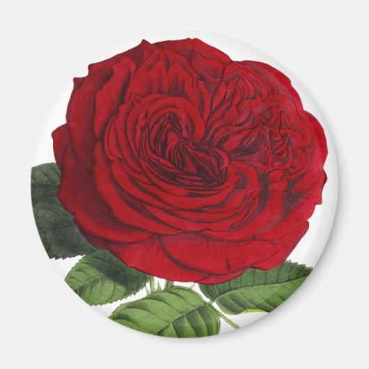 Magnet für Vintage Rote Rose Rose (Vorne)