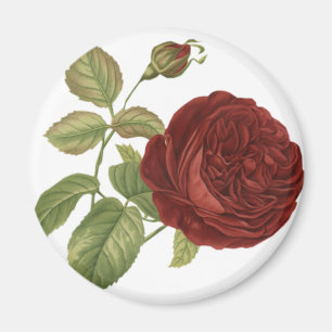 Magnet für Vintage Rote Rose Rose