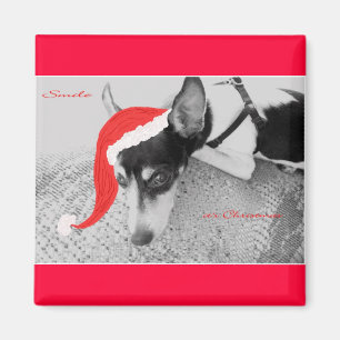Magnet für Weihnachten, Rat Terrier
