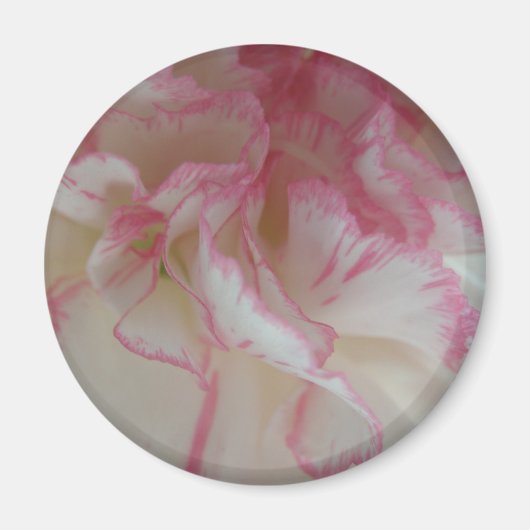 Magnet für weiße und rosa Narben (Vorne)