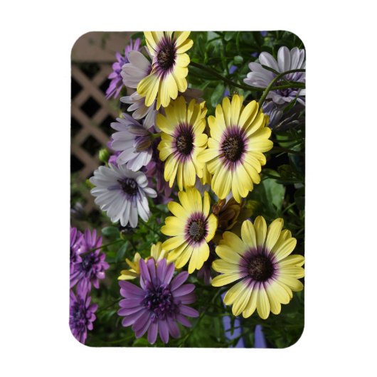 Magnet Gelb und Lila (Vertikal)