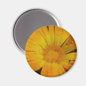 Magnet - Gelbe Blume mit Wassertropfen (Vorderseite/Rückseite)