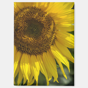 Magnet - Gelbe Sonnenblume