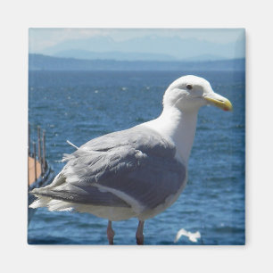 Magnet: Glaucous-winged Seemöwe Magnet