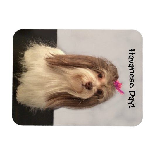 Magnet, HAVANESE DAY! von Nancy Lee Garrett Magnet (Horizontal)