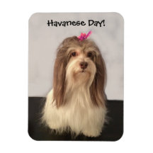 Magnet, HAVANESE DAY! von Nancy Lee Garrett