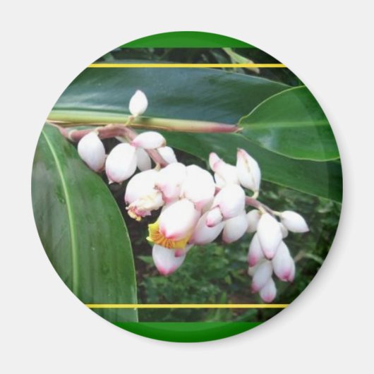 Magnet-Hawaii Muschel Ginger Magnet (Vorne)