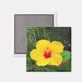 Magnet, Hawaiianischer Gelber Hibiskus Magnet (Vorderseite/Rückseite)