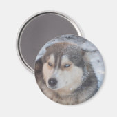 Magnet Husky Blue Eyes (Vorderseite/Rückseite)