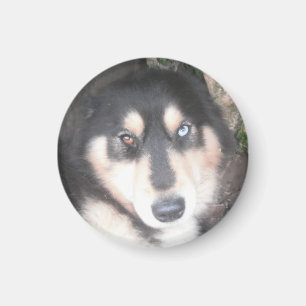 Magnet Husky Ein blaues Auge ein braunes Auge