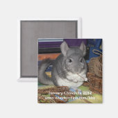 Magnet Januar chinchilla 2012 (Vorderseite/Rückseite)