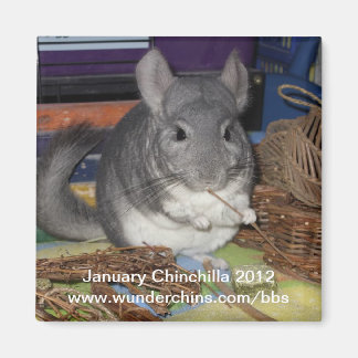 Magnet Januar chinchilla 2012